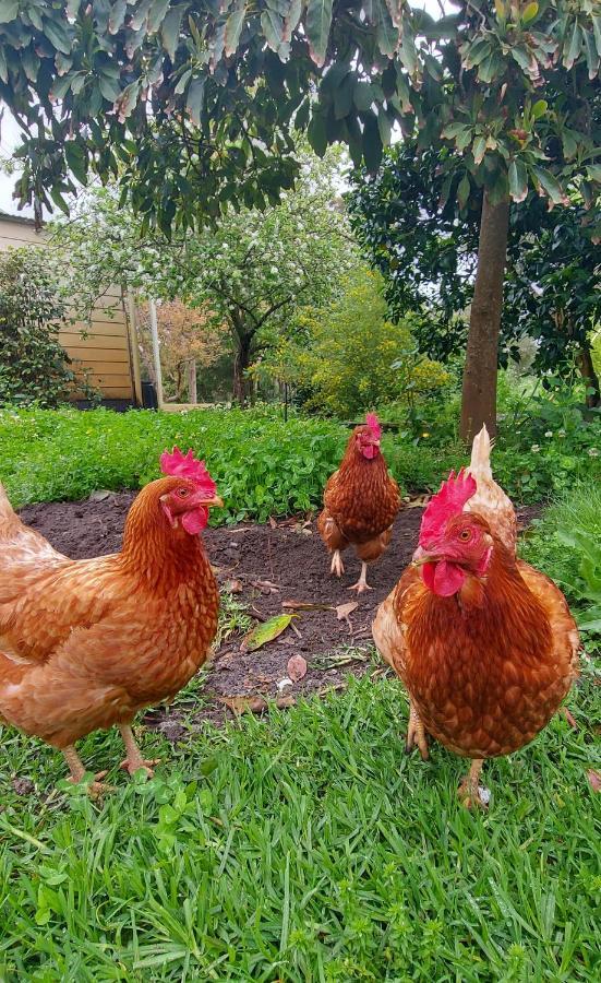 Abbivale Farm Cottage Harewood エクステリア 写真